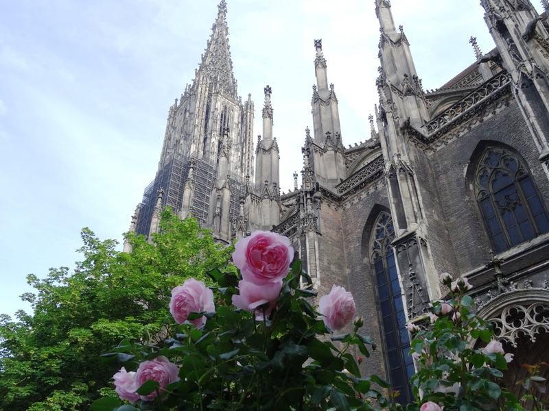 Rosen vor dem Ulmer Münster